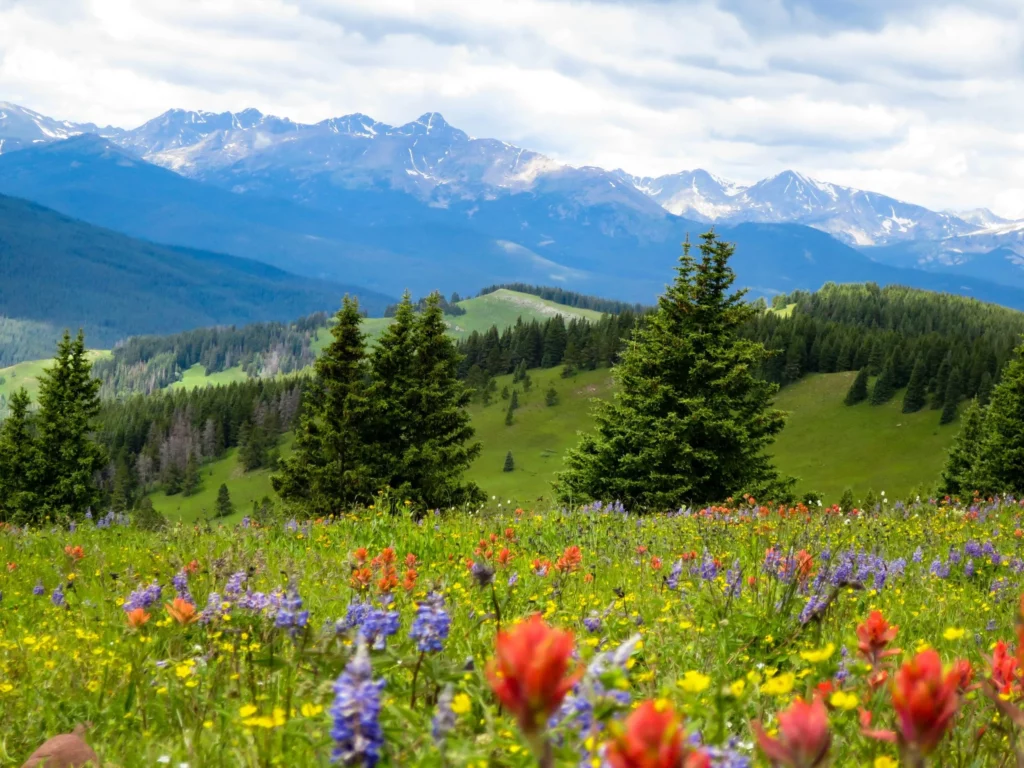 Prairie alpage couverte de fleurs sauvages colorées avec sapins et sommets de montagne