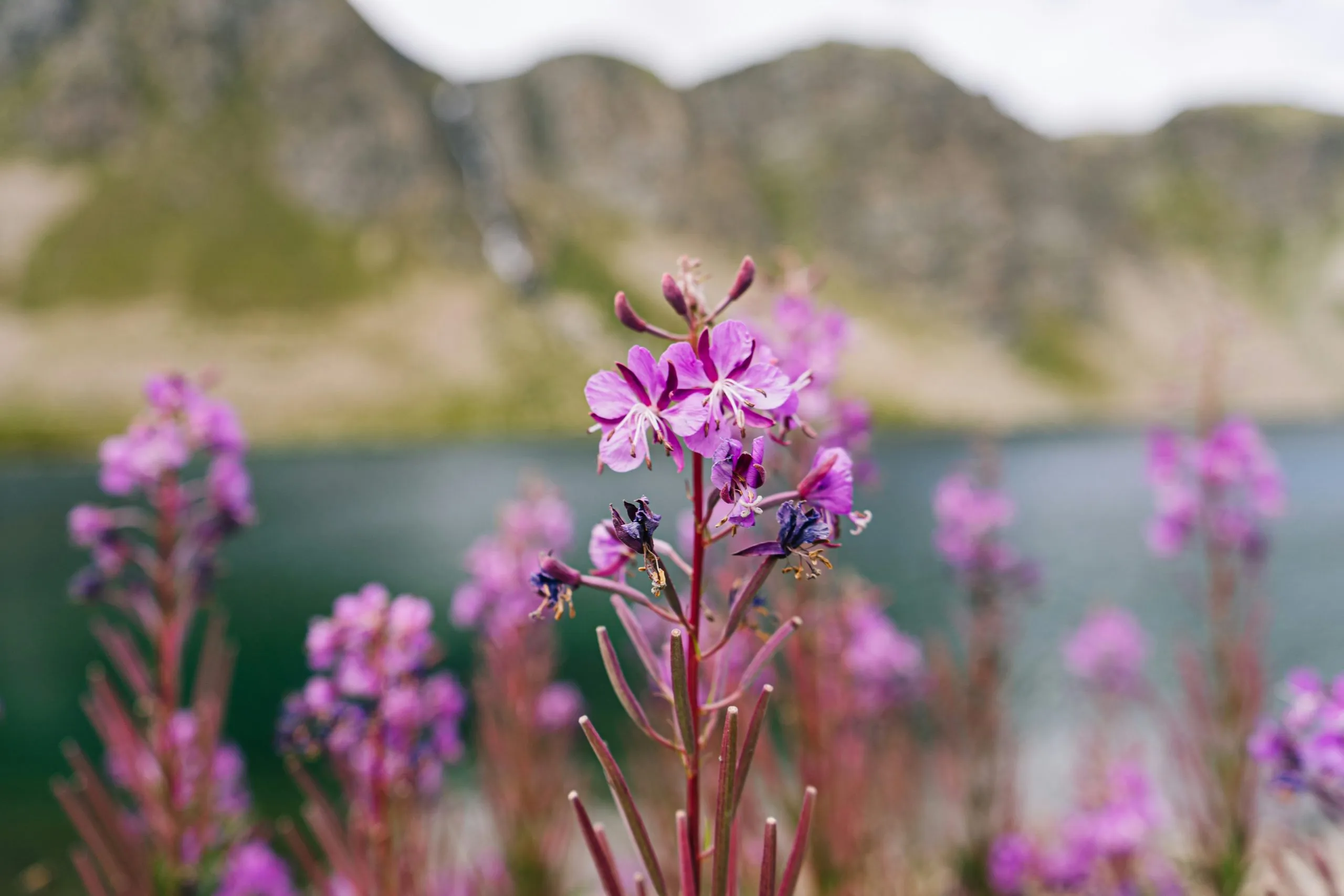 Fleurs de montagne roses en bordure d'un lac alpin avec sommets rocheux en arrière-plan