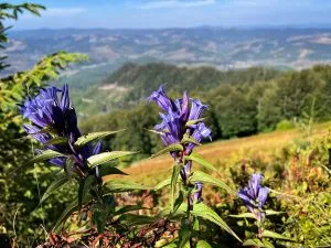 Fleurs alpines bleues en premier plan sur un paysage panoramique de montagnes