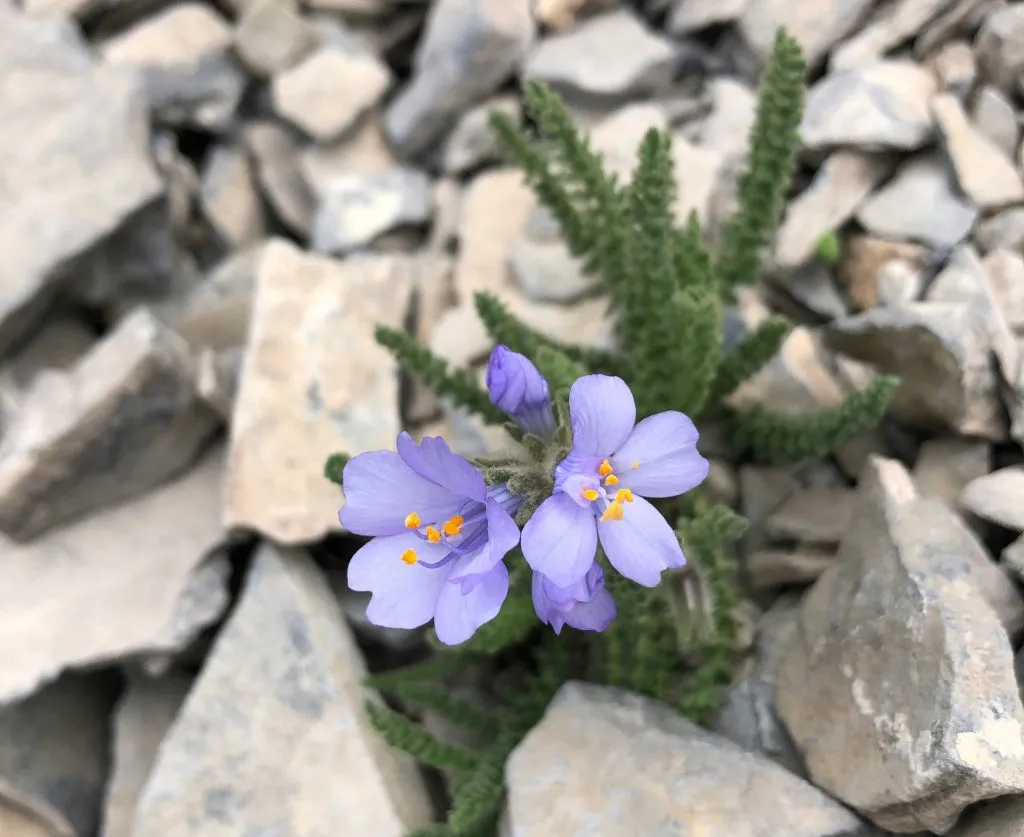 Fleurs alpines violettes poussant parmi les roches et pierres de montagne